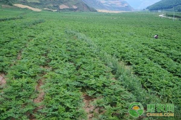 种植首乌技术有哪些_首乌种植技术_首乌种植法