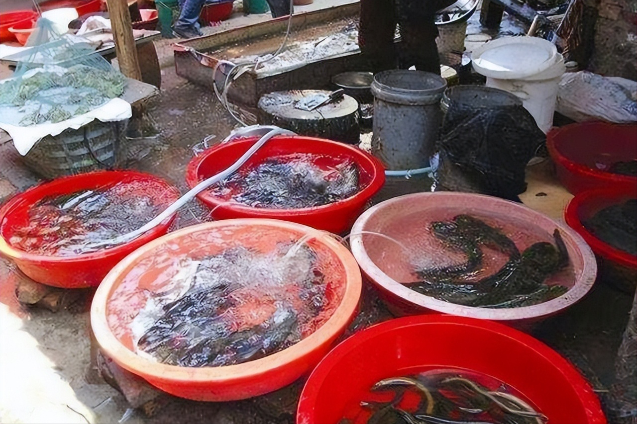澳洲淡水龙虾致富经_致富经澳洲淡水龙虾养殖视频_致富经澳洲淡水小龙虾