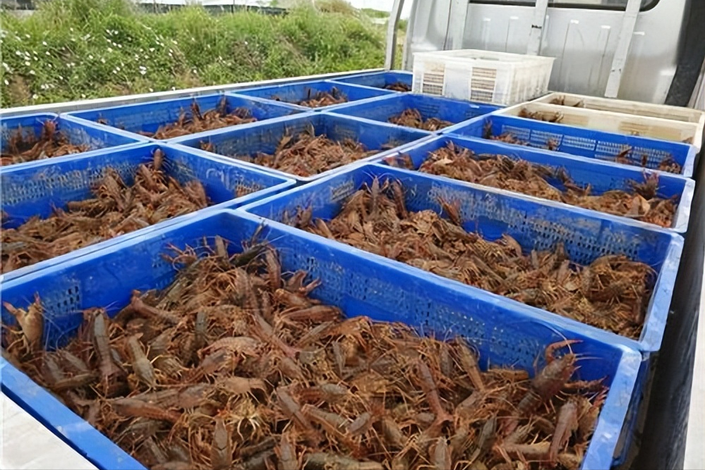 致富经澳洲淡水小龙虾_澳洲淡水龙虾致富经_致富经澳洲淡水龙虾养殖视频