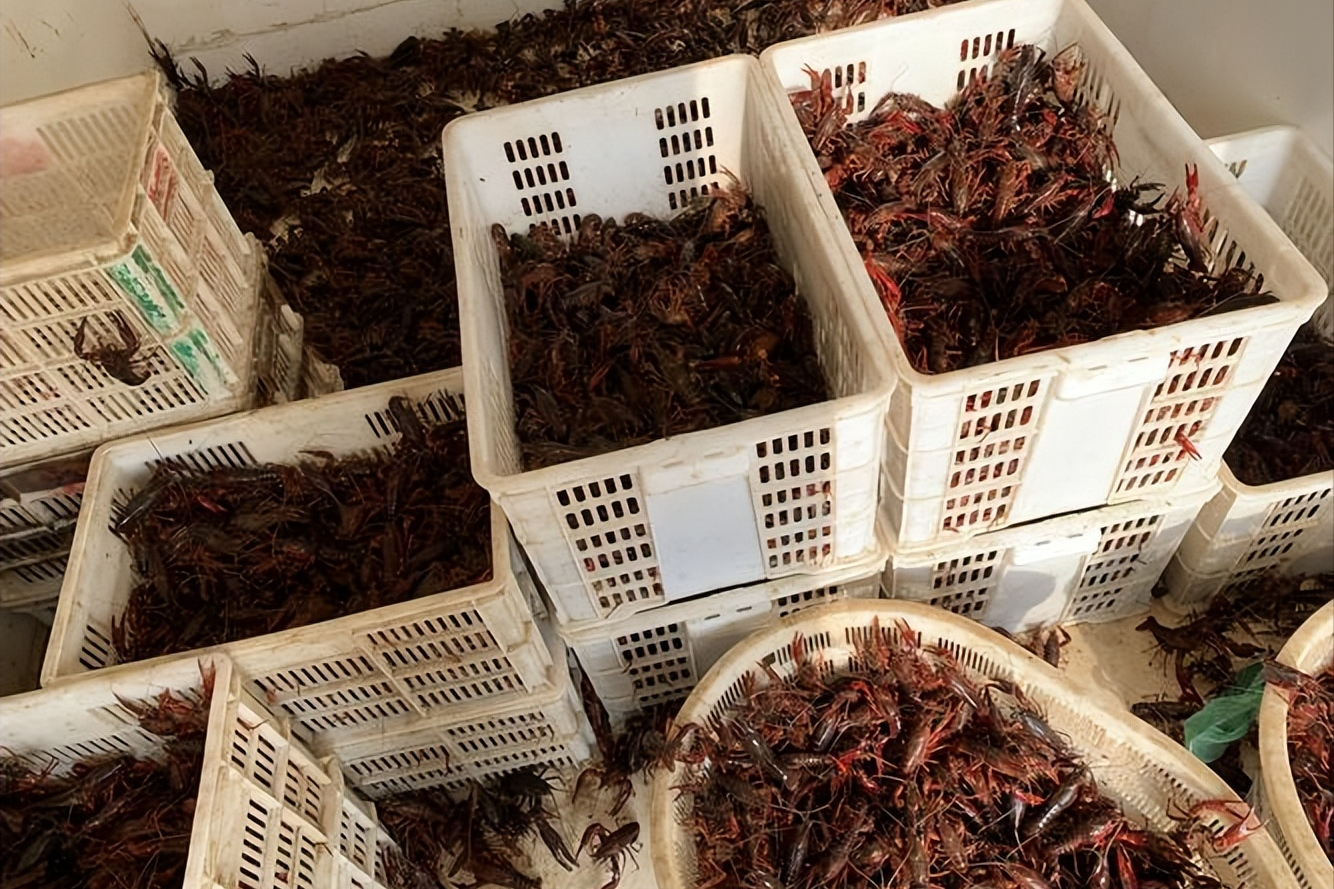 致富经澳洲淡水小龙虾_澳洲淡水龙虾致富经_致富经澳洲淡水龙虾养殖视频