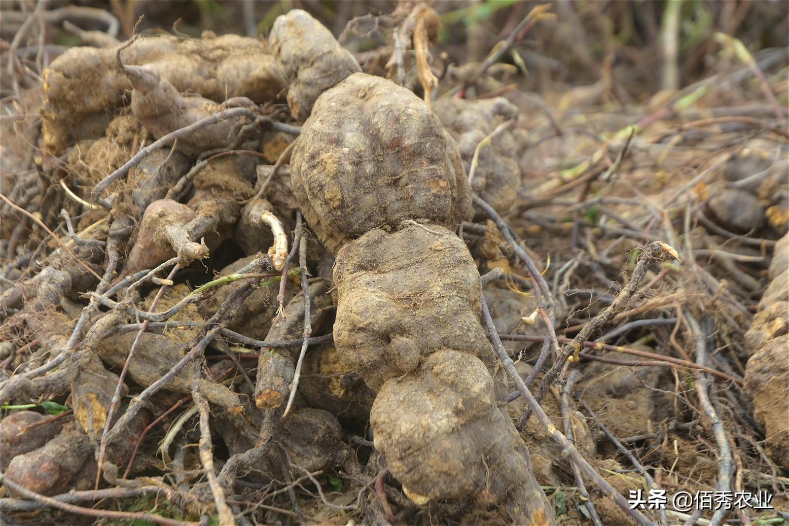 首乌种植技术_种植首乌技术要求_种植首乌技术有哪些