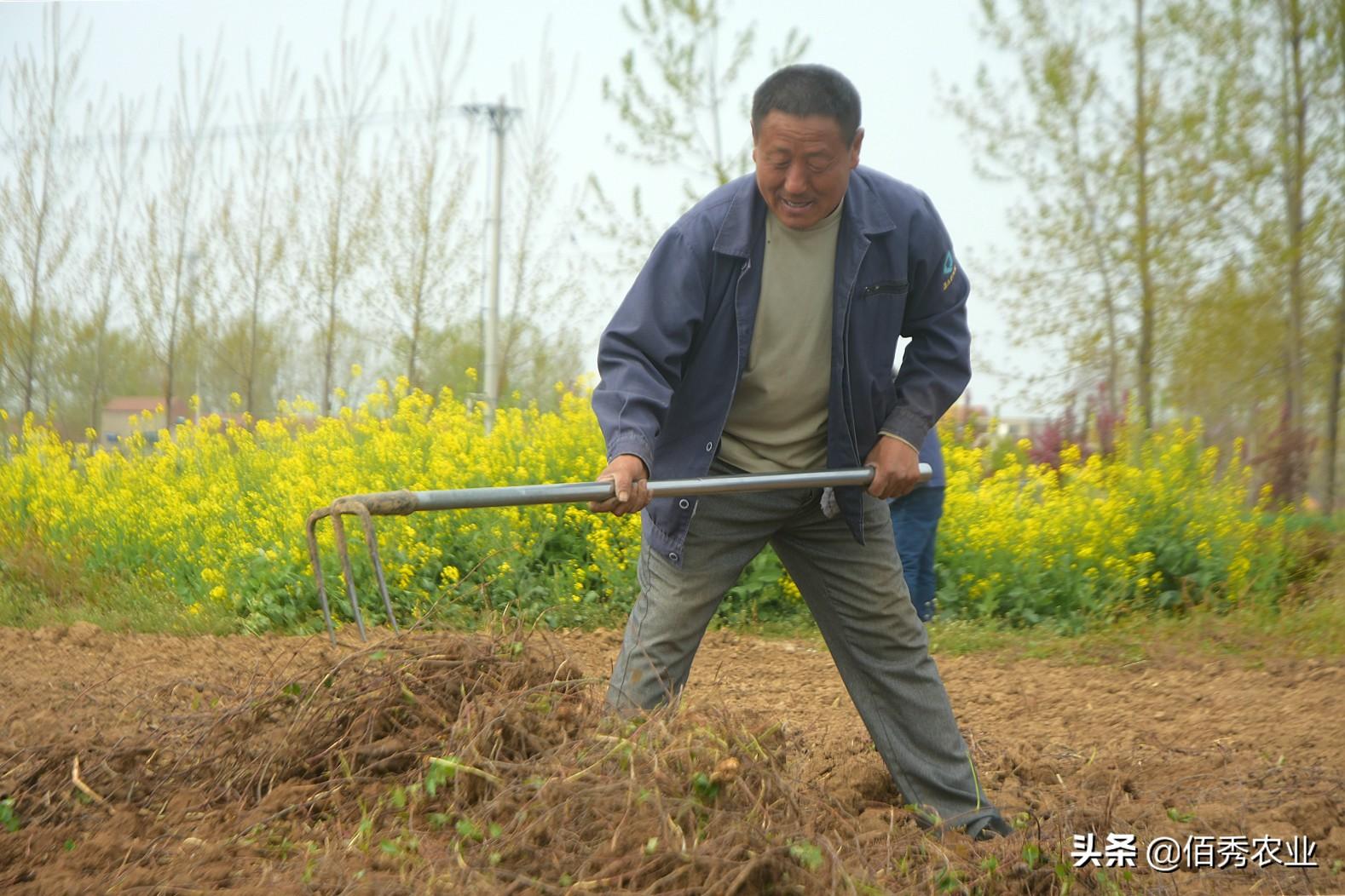 种植首乌技术有哪些_种植首乌技术要求_首乌种植技术