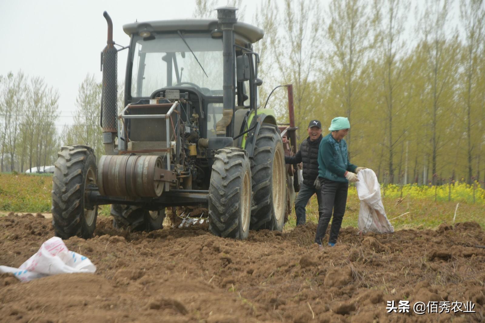 种植首乌技术要求_种植首乌技术有哪些_首乌种植技术