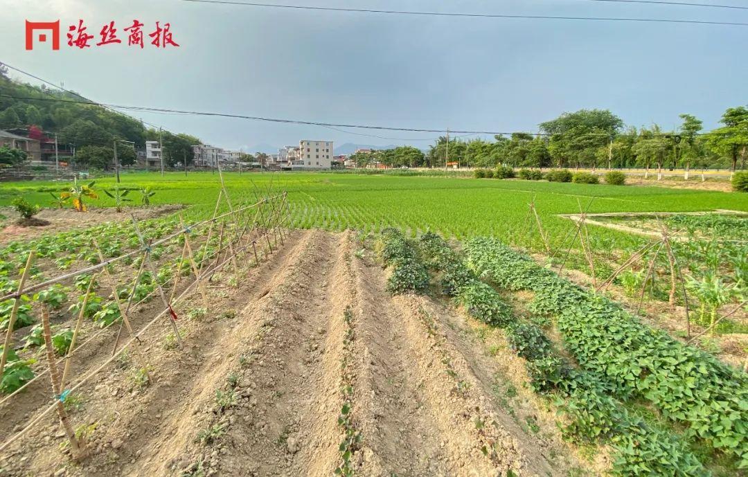 盘活荒地种植致富_荒地种植什么效益最好_荒地种植什么能赚钱