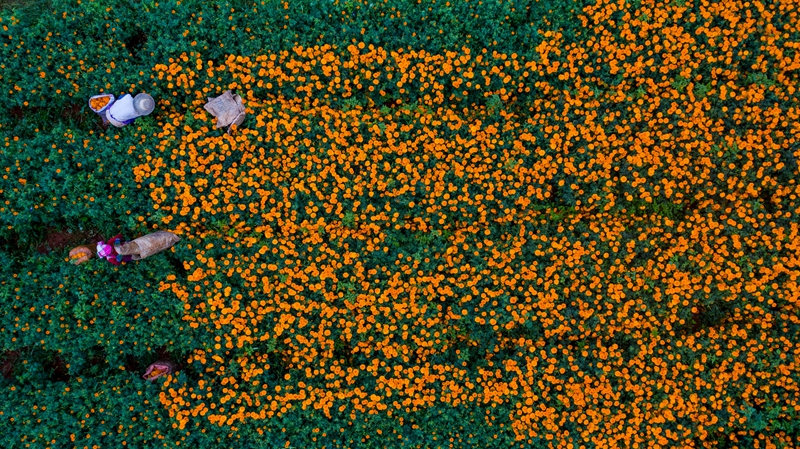 梅花种植视频_致富经梅花致富花种植_梅花种植过程