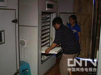 刘文均养黑鸡“百万富翁”隐居山村后的意外之财(11月17