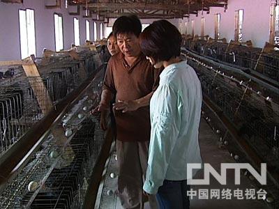 马蜂王养殖_三农养蜂视频_三农致富经养马蜂王