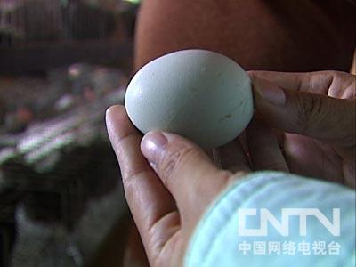 三农致富经养马蜂王_三农养蜂视频_马蜂王养殖