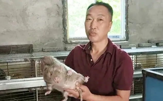 竹鼠养殖怎么样_养殖竹鼠技术_竹鼠养殖技术教学视频