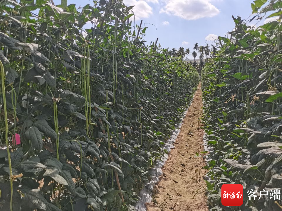 三亚推广豇豆绿色种植技术 确保今冬明春季豇豆生产提质增收
