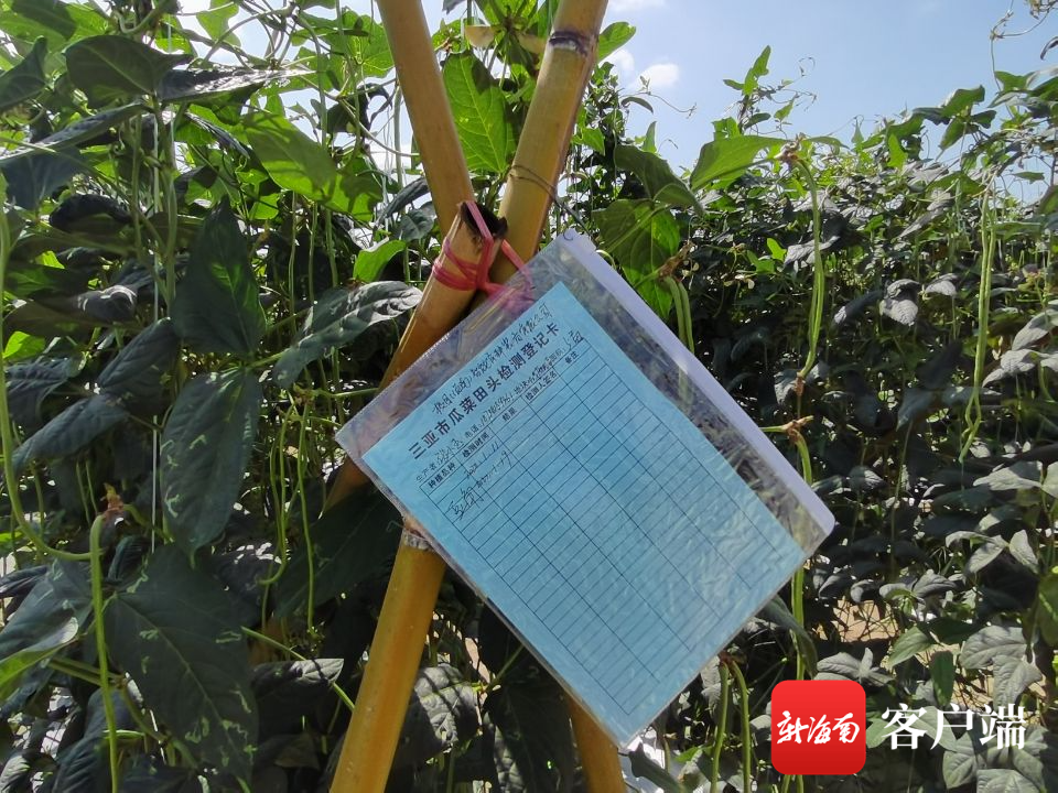 怎样种植架豆角_种豆角怎么搭架子_架豆角种植技术