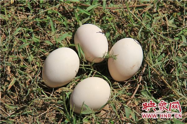 致富经孔雀多少期_致富经孔雀_致富经孔雀养殖