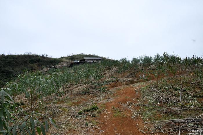 慈利县南山坪乡犀牛村：穷山坳上种冬桃，脱贫致富奔小康