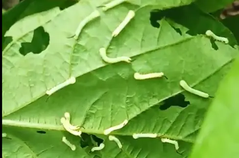 大棚养殖豆虫视频_豆青虫大棚养殖技术_豆虫反季节大棚养殖技术