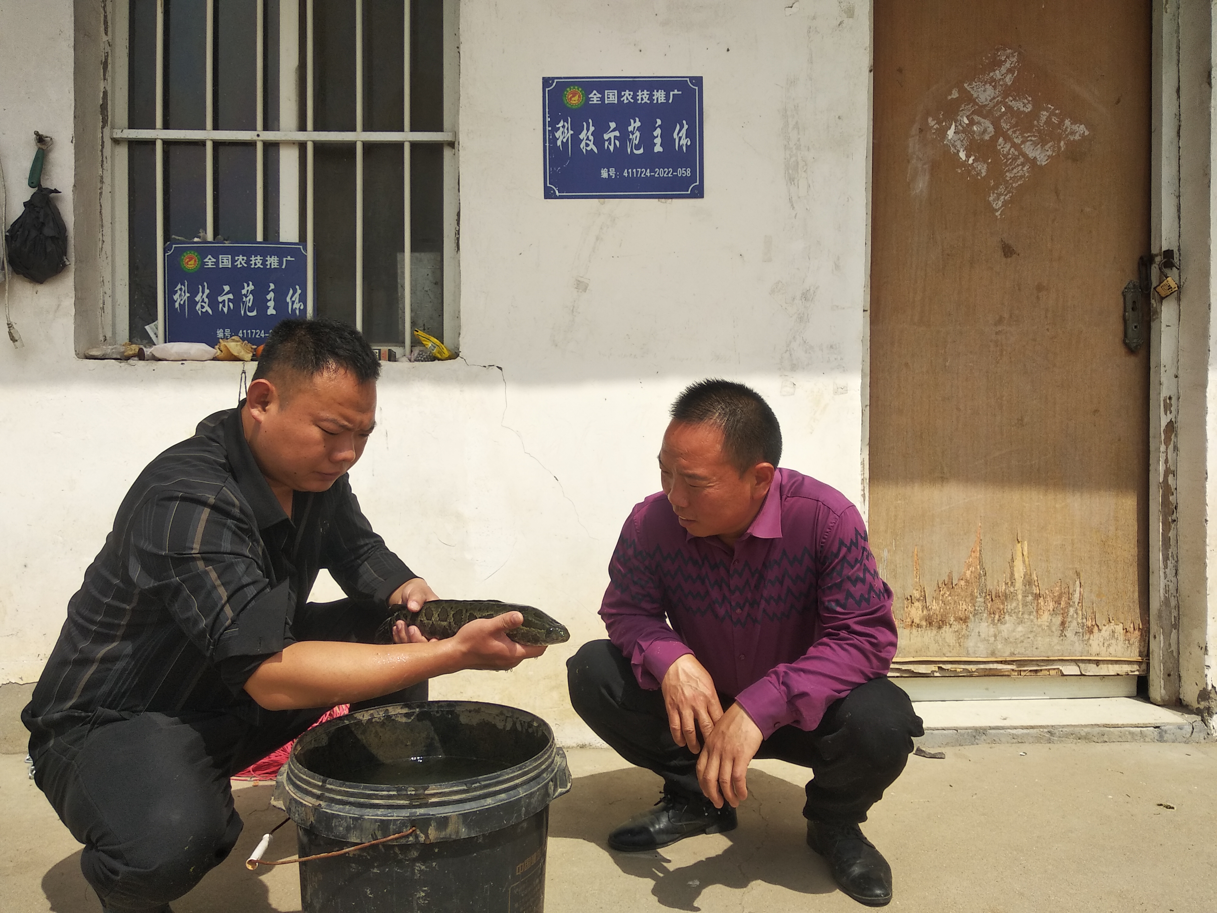 河南正阳：黑鱼养殖户踏上致富路