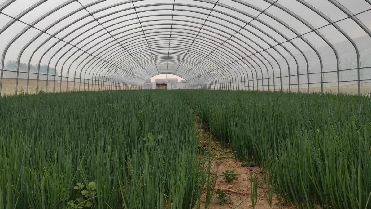 种蔬菜致富经_致富蔬菜种植_致富蔬菜种植技术视频