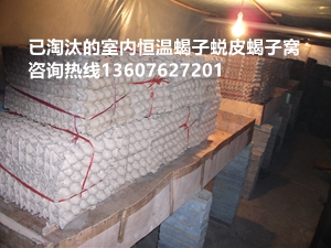 郏县蝎子养殖视频_蝎子养殖业_河南郏县蝎子养殖技术