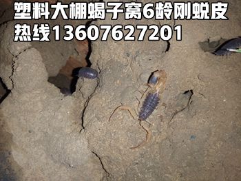 河南郏县蝎子养殖技术_蝎子养殖业_郏县蝎子养殖视频