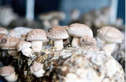 致富经大叔种树_致富大伯种植李项目有哪些_李大伯种植致富项目