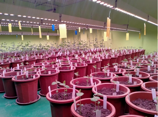 李大伯种植致富项目_致富大伯种植李项目有哪些_致富经大叔种树