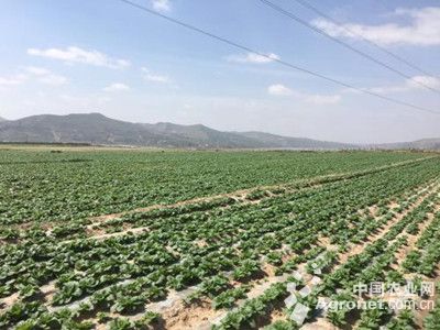 山地黄金2号白菜保鲜的方法
