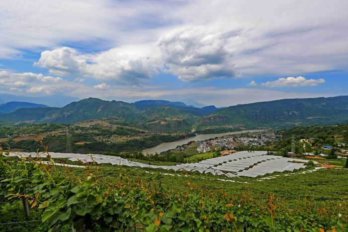 致富经山上养乌鸡_乌鸡致富经_乌鸡养殖利润前景