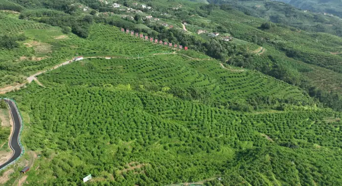 致富经山上养乌鸡_乌鸡养殖利润前景_乌鸡致富经