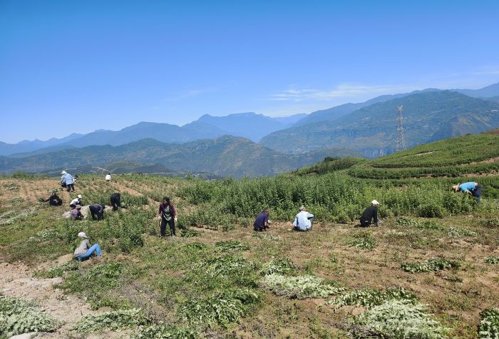 乌鸡养殖利润前景_乌鸡致富经_致富经山上养乌鸡