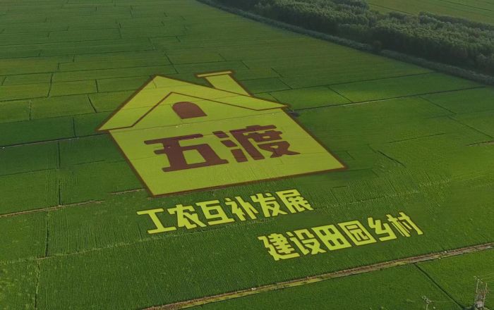致富经山上养乌鸡_乌鸡养殖利润前景_乌鸡致富经