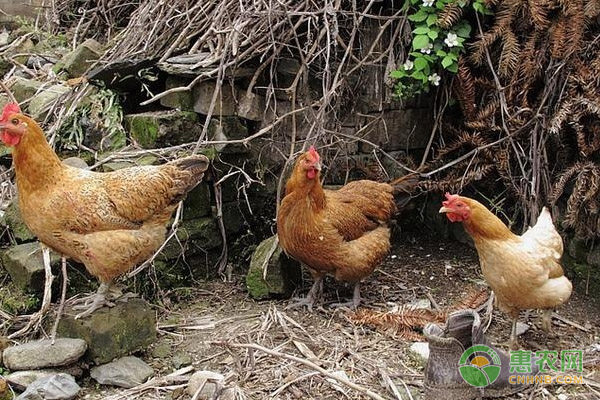 林下养殖土鸡如何制作饲料？蚯蚓可以直接喂吗？养鸡专家为你解答！
