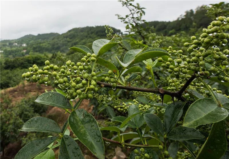 巴中养殖基地_巴中养殖致富项目_致富养殖巴中项目有哪些