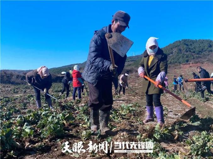 农村种植蔬菜致富方案_农民种植蔬菜致富_致富蔬菜种植农民视频