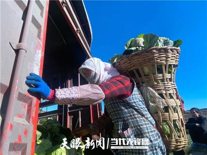 致富蔬菜种植农民视频_农村种植蔬菜致富方案_农民种植蔬菜致富