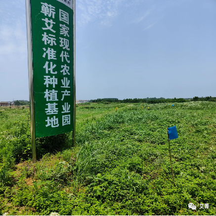 艾叶的种植技术_种植艾叶技术视频_艾叶种植视频