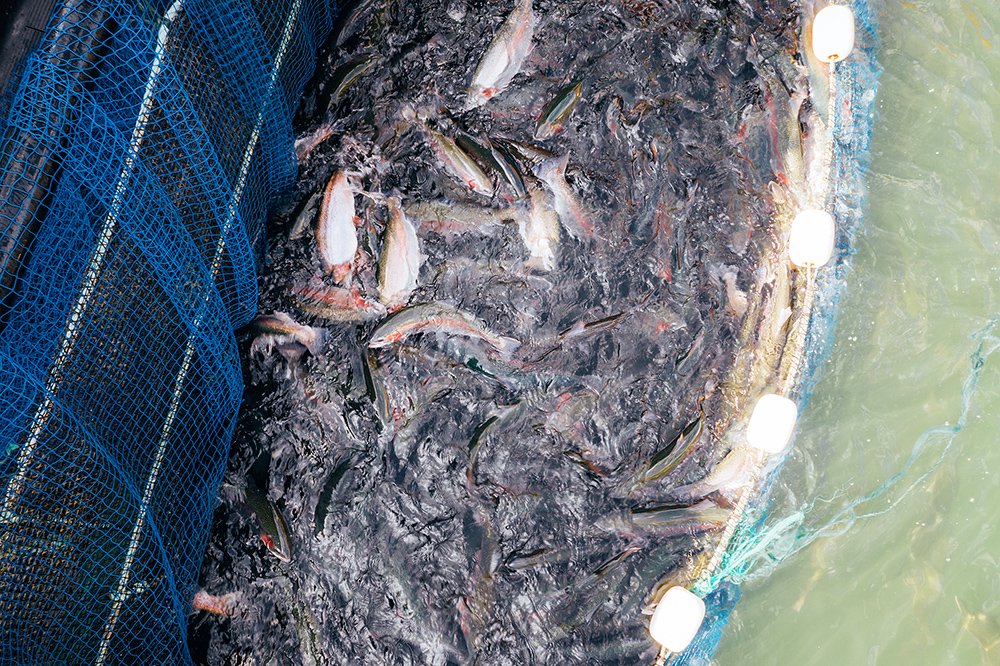 新疆养殖项目_新疆水产养殖基地_新疆水产养殖致富