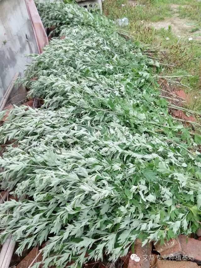 艾叶种植视频_艾叶的种植技术_种植艾叶技术视频