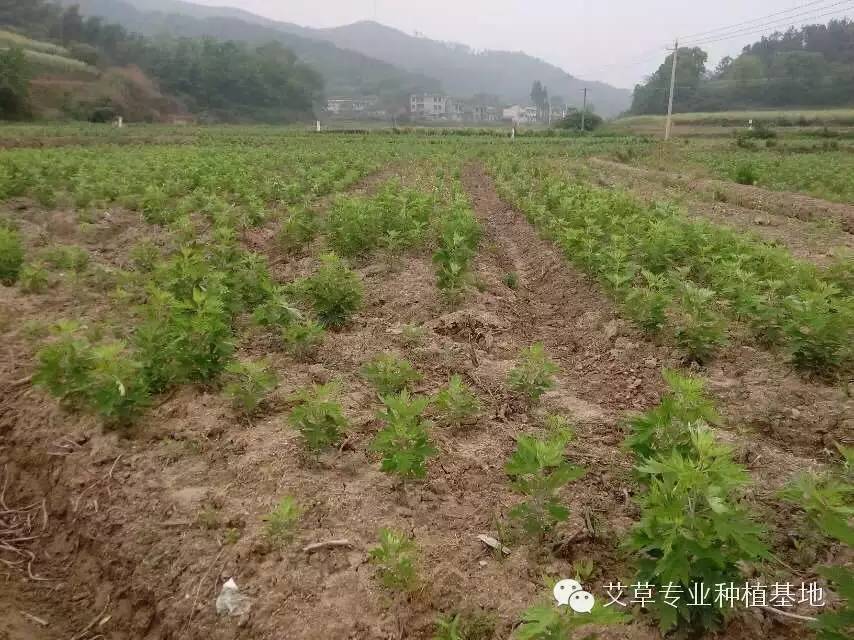 艾叶种植视频_种植艾叶技术视频_艾叶的种植技术