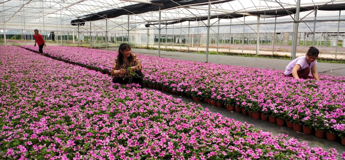 致富蔬菜种植特色是什么_致富蔬菜种植特色介绍_致富经特色蔬菜种植