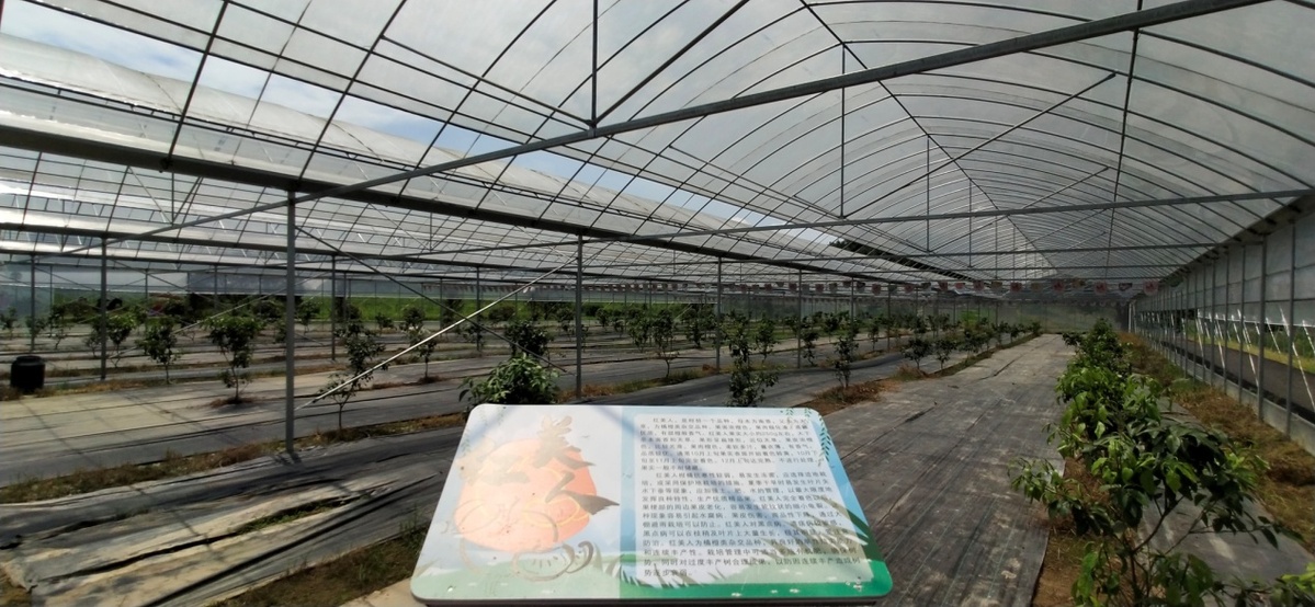 致富经特色蔬菜种植_致富蔬菜种植特色是什么_致富蔬菜种植特色介绍