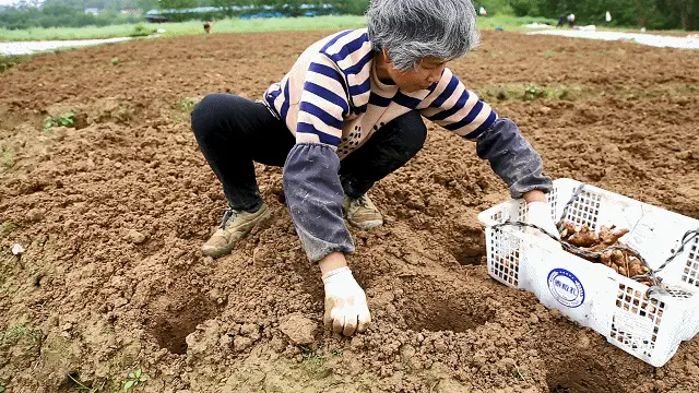致富经种植亩收入过亿_致富经洞姜种植_致富经种植药材