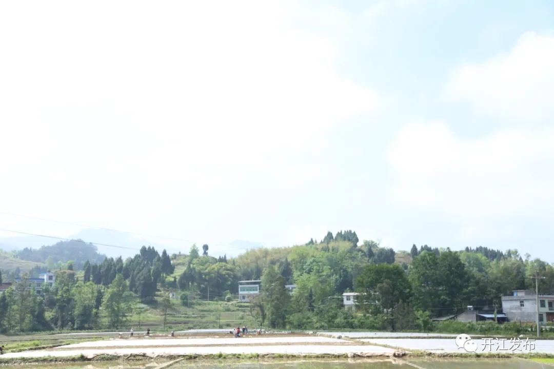 致富经种植亩收入过亿_致富经洞姜种植_致富经种植药材