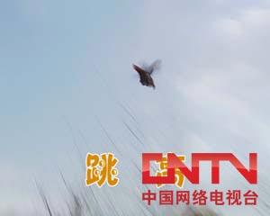 致富经散养鸡_致富项目养鸡_致富经散养土鸡视频
