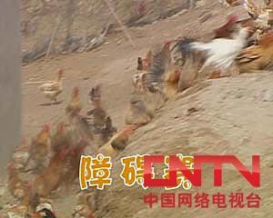 致富经散养鸡_致富经散养土鸡视频_致富项目养鸡