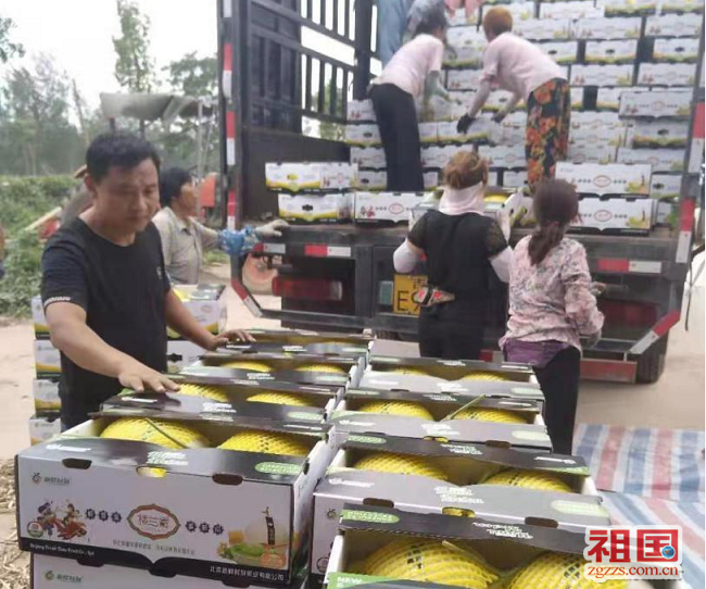 大棚里的致富经_大棚种植致富事件_致富大棚种植事件始末