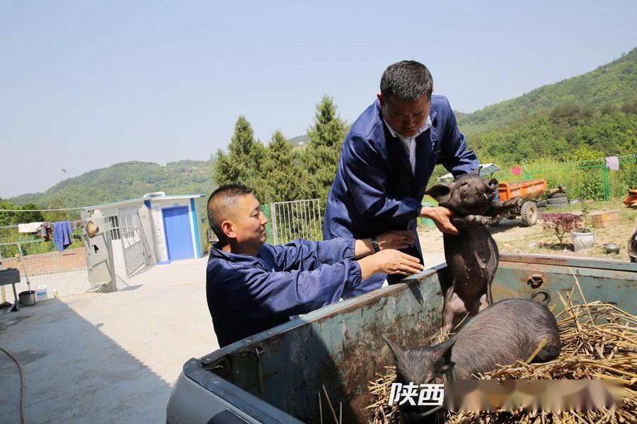 致富经黑猪_致富经 黑猪 2017_致富经养黑猪视频全集