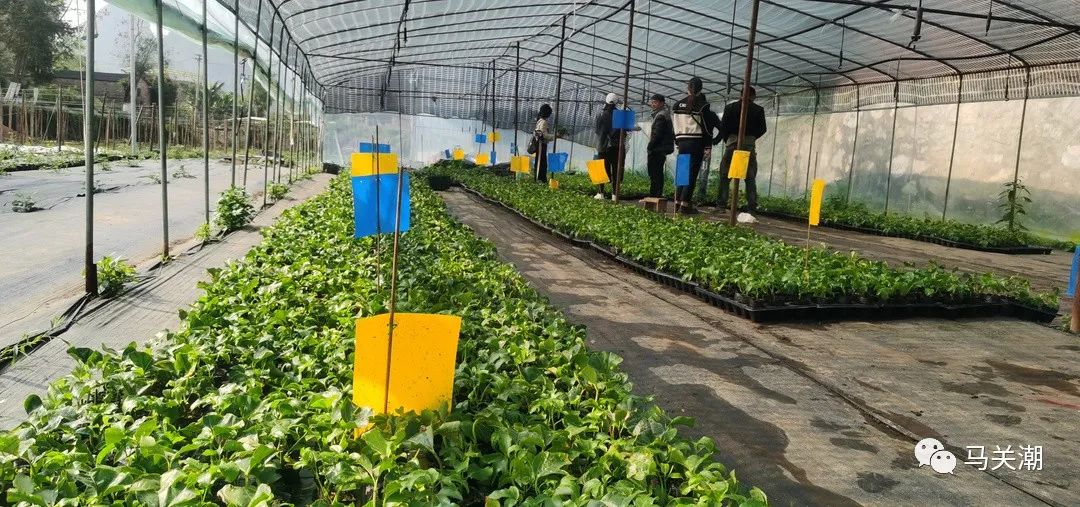 砂仁种植致富_种砂仁赚钱吗_致富种植砂仁视频