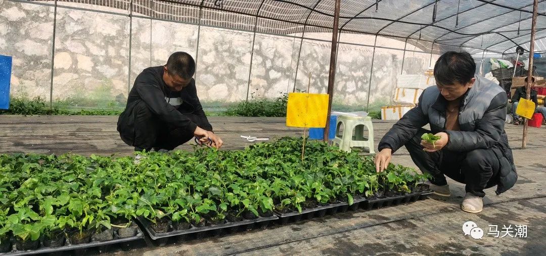 种砂仁赚钱吗_砂仁种植致富_致富种植砂仁视频