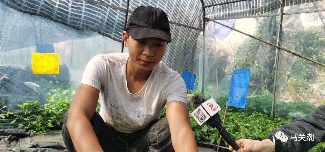 砂仁种植致富_种砂仁赚钱吗_致富种植砂仁视频