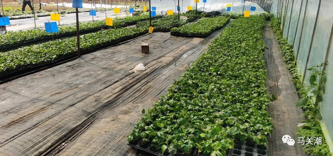 致富种植砂仁视频_砂仁种植致富_种砂仁赚钱吗