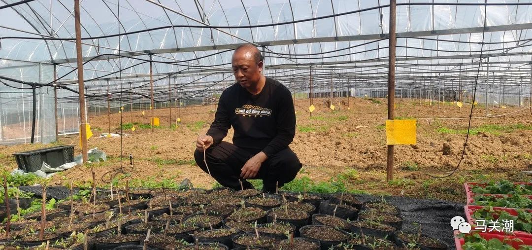 致富种植砂仁视频_砂仁种植致富_种砂仁赚钱吗
